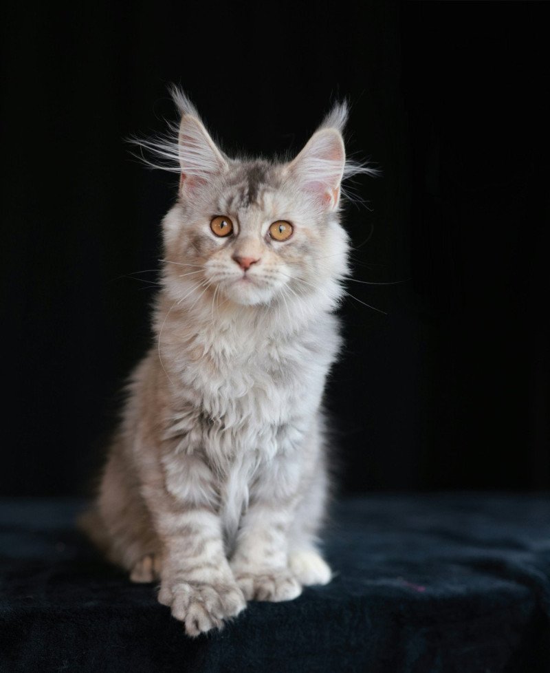 Alina Femelle Maine coon polydactyle