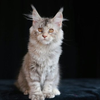 chaton Maine coon polydactyle black tortie silver blotched tabby Alina Elevage de maine coon L'Or sauvage