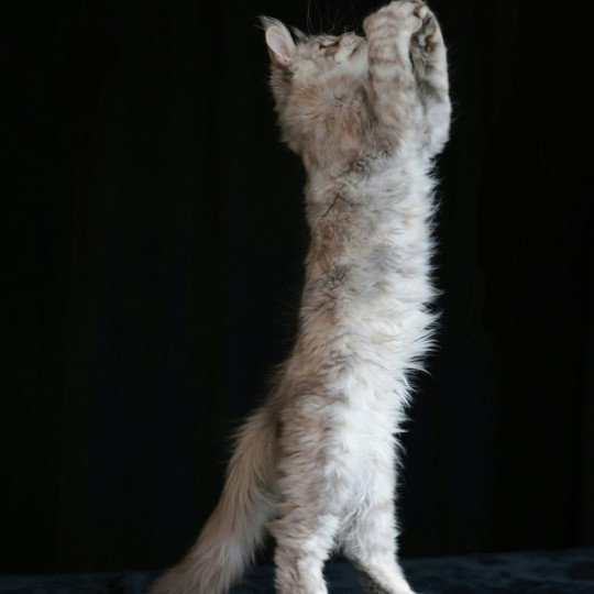chaton Maine coon polydactyle black tortie silver blotched tabby Alina Elevage de maine coon L'Or sauvage