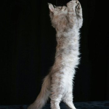 chaton Maine coon polydactyle black tortie silver blotched tabby Alina Elevage de maine coon L'Or sauvage