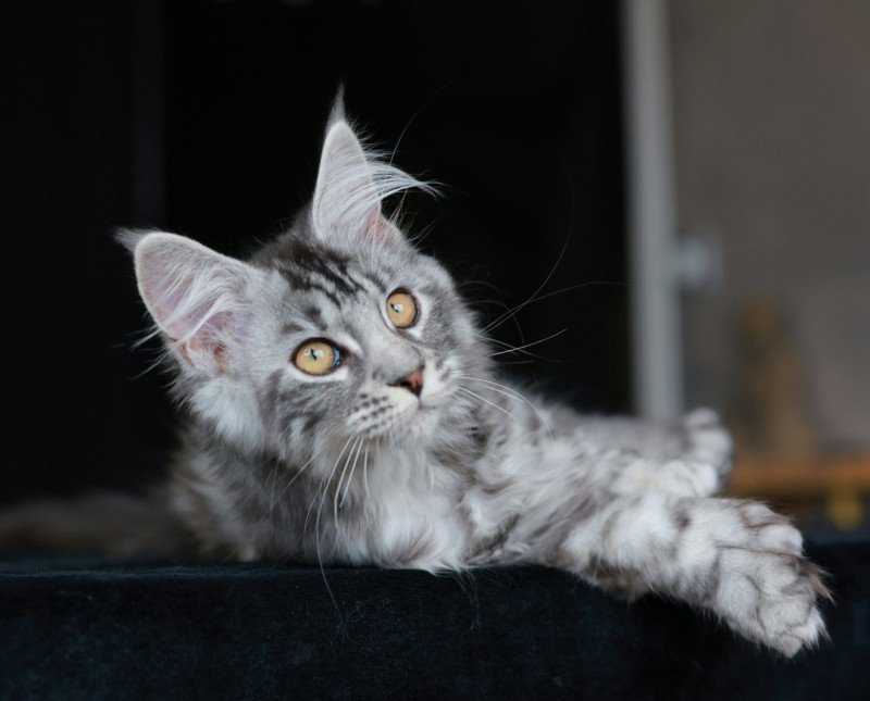 Anaya Femelle Maine coon polydactyle
