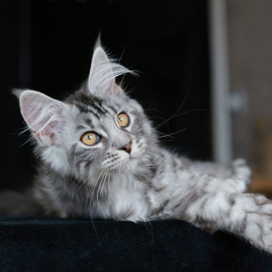 Anaya Femelle Maine coon polydactyle