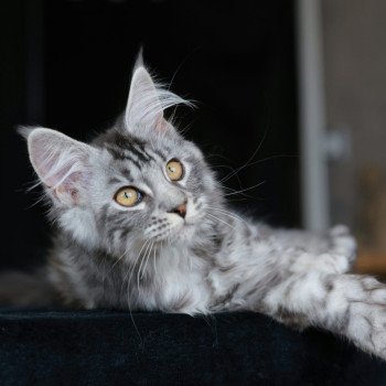 chaton Maine coon polydactyle black tortie silver blotched tabby Anaya Elevage de maine coon L'Or sauvage