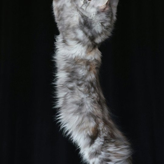 chaton Maine coon polydactyle black tortie silver blotched tabby Anaya Elevage de maine coon L'Or sauvage