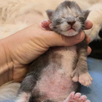 chaton Maine coon polydactyle black smoke & blanc Bradley Elevage de maine coon L'Or sauvage