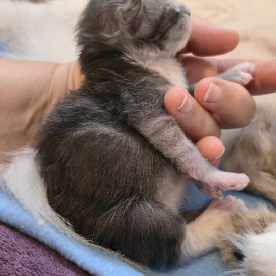 chaton Maine coon polydactyle black smoke & blanc Bradley Elevage de maine coon L'Or sauvage