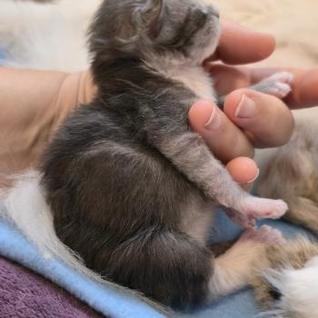 chaton Maine coon polydactyle black smoke & blanc Bradley Elevage de maine coon L'Or sauvage