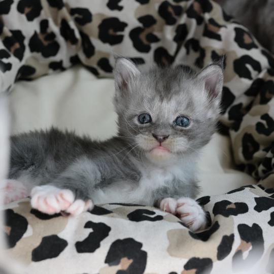 Bradley DE L'OR SAUVAGE Mâle Maine coon polydactyle