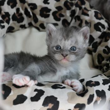 chaton Maine coon polydactyle black smoke & blanc Bradley Elevage de maine coon L'Or sauvage