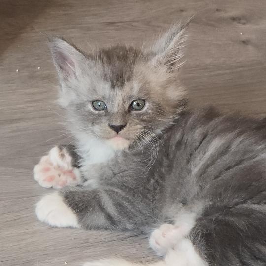 Bradley DE L'OR SAUVAGE Mâle Maine coon polydactyle