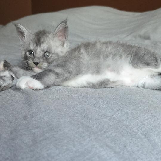 Bradley DE L'OR SAUVAGE Mâle Maine coon polydactyle