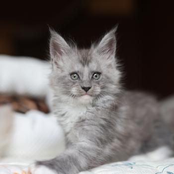 chaton Maine coon polydactyle black smoke & blanc Bradley Elevage de maine coon L'Or sauvage