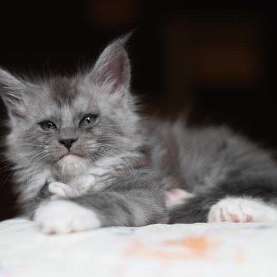 chaton Maine coon polydactyle black smoke & blanc Bradley Elevage de maine coon L'Or sauvage