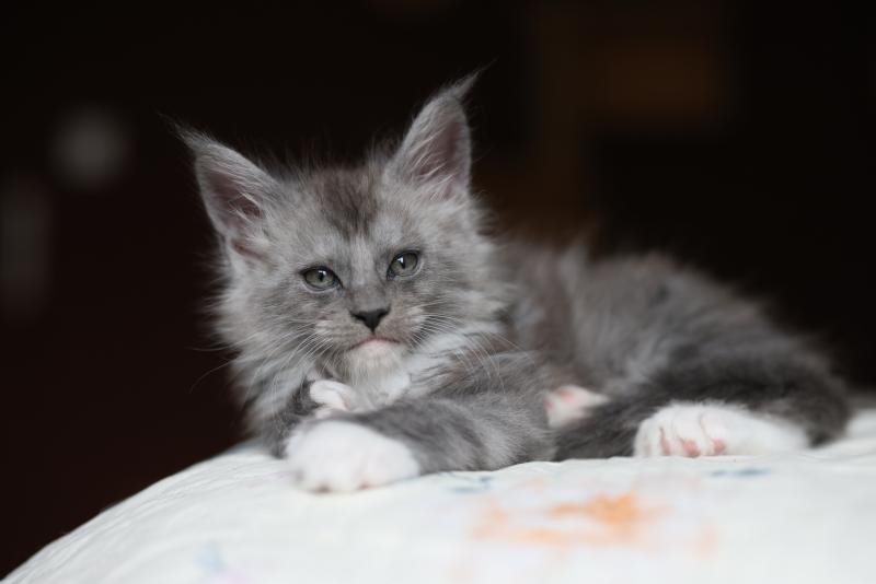 Bradley DE L'OR SAUVAGE Mâle Maine coon polydactyle