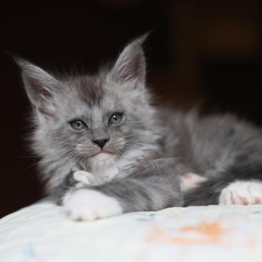 chaton Maine coon polydactyle black smoke & blanc Bradley Elevage de maine coon L'Or sauvage