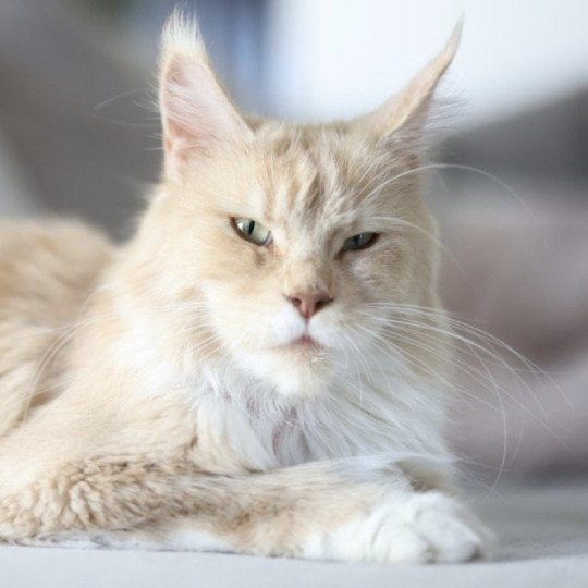Le Coonoahope Shana Femelle Maine coon polydactyle