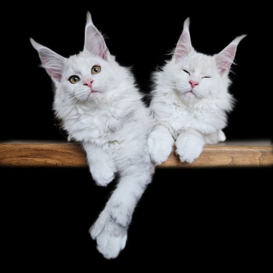 chat Maine coon polydactyle black tortie silver shell & blanc UNIKAMON Maine Coon de L'Or sauvage