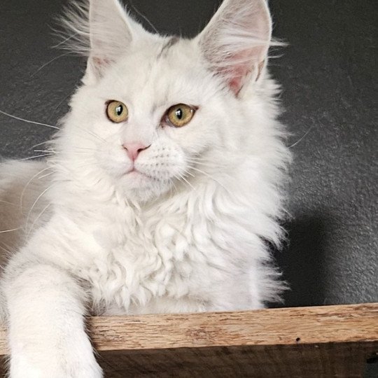 chat Maine coon polydactyle black tortie silver shell & blanc UNIKAMON Maine Coon de L'Or sauvage