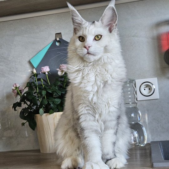 chat Maine coon polydactyle black tortie silver shell & blanc UNIKAMON Elevage de maine coon L'Or sauvage