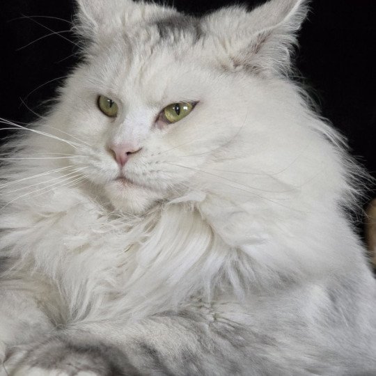 chat Maine coon polydactyle black tortie silver shell & blanc UNIKAMON Elevage de maine coon L'Or sauvage