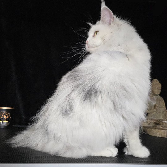 chat Maine coon polydactyle black tortie silver shell & blanc UNIKAMON Elevage de maine coon L'Or sauvage