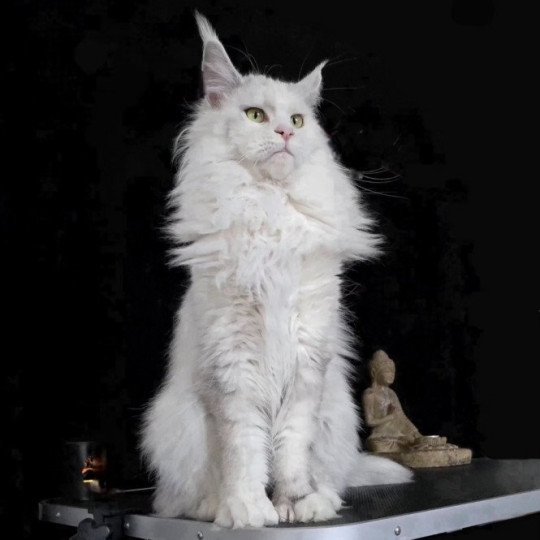 chat Maine coon polydactyle black tortie silver shell & blanc UNIKAMON Elevage de maine coon L'Or sauvage