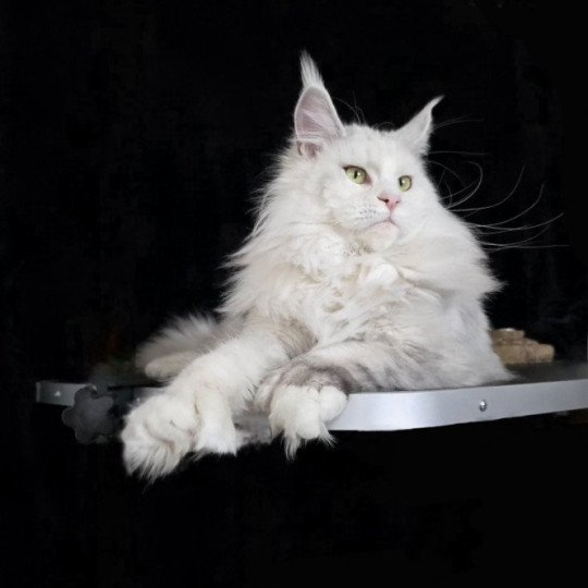 chat Maine coon polydactyle black tortie silver shell & blanc UNIKAMON Elevage de maine coon L'Or sauvage