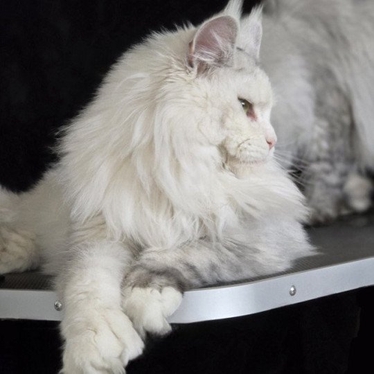 chat Maine coon polydactyle black tortie silver shell & blanc UNIKAMON Elevage de maine coon L'Or sauvage