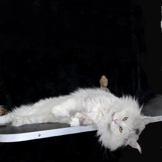 chat Maine coon polydactyle black tortie silver shell & blanc UNIKAMON Elevage de maine coon L'Or sauvage