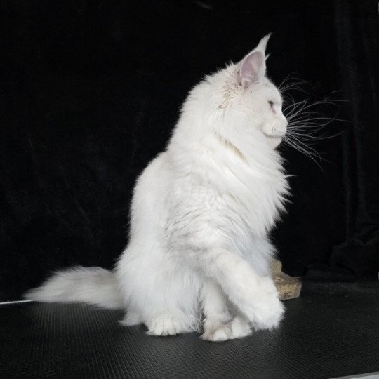 chat Maine coon polydactyle black tortie silver shell & blanc UNIKAMON Elevage de maine coon L'Or sauvage