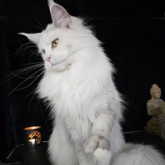 chat Maine coon polydactyle black tortie silver shell & blanc UNIKAMON Elevage de maine coon L'Or sauvage