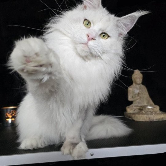 UNIKAMON de L'Or sauvage Femelle Maine coon polydactyle