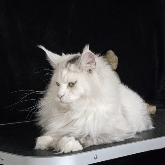 chat Maine coon polydactyle black tortie silver shell & blanc UNIKAMON Elevage de maine coon L'Or sauvage