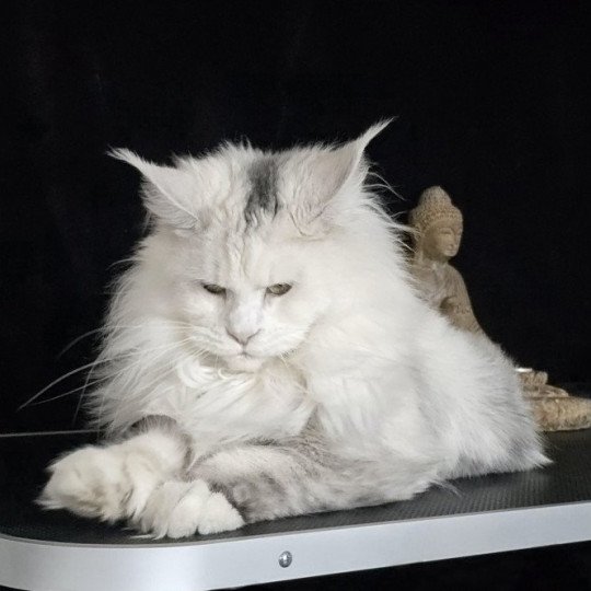 chat Maine coon polydactyle black tortie silver shell & blanc UNIKAMON Elevage de maine coon L'Or sauvage