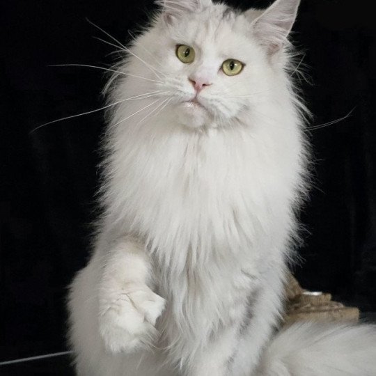 chat Maine coon polydactyle black tortie silver shell & blanc UNIKAMON Elevage de maine coon L'Or sauvage