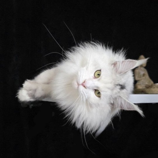 chat Maine coon polydactyle black tortie silver shell & blanc UNIKAMON Elevage de maine coon L'Or sauvage