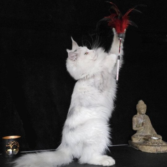 chat Maine coon polydactyle black tortie silver shell & blanc UNIKAMON Elevage de maine coon L'Or sauvage