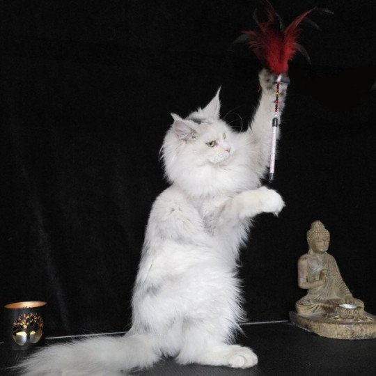 chat Maine coon polydactyle black tortie silver shell & blanc UNIKAMON Elevage de maine coon L'Or sauvage