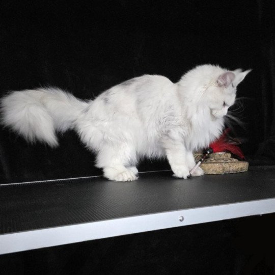 chat Maine coon polydactyle black tortie silver shell & blanc UNIKAMON Elevage de maine coon L'Or sauvage