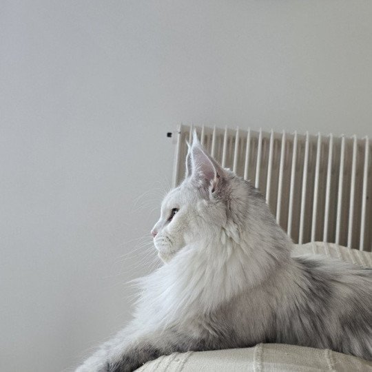 chat Maine coon polydactyle black tortie silver shell & blanc UNIKAMON Elevage de maine coon L'Or sauvage