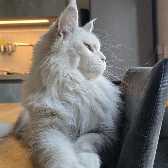 chat Maine coon polydactyle black tortie silver shell & blanc UNIKAMON Elevage de maine coon L'Or sauvage