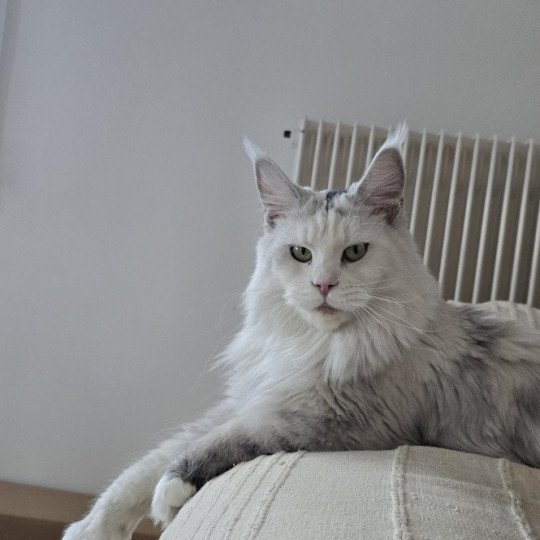 chat Maine coon polydactyle black tortie silver shell & blanc UNIKAMON Elevage de maine coon L'Or sauvage