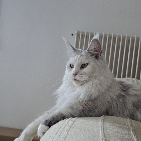 chat Maine coon polydactyle black tortie silver shell & blanc UNIKAMON Elevage de maine coon L'Or sauvage