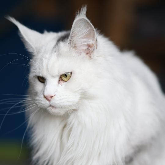 chat Maine coon polydactyle black tortie silver shell & blanc UNIKAMON Elevage de maine coon L'Or sauvage