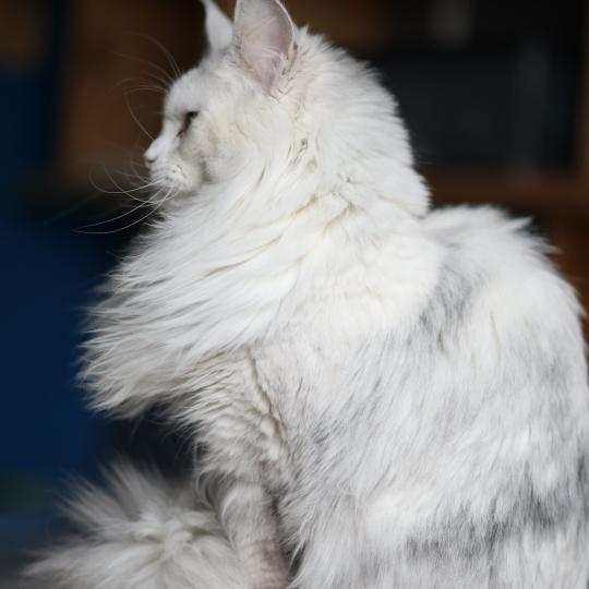 chat Maine coon polydactyle black tortie silver shell & blanc UNIKAMON Elevage de maine coon L'Or sauvage