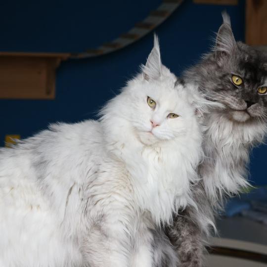 chat Maine coon polydactyle black tortie silver shell & blanc UNIKAMON Elevage de maine coon L'Or sauvage
