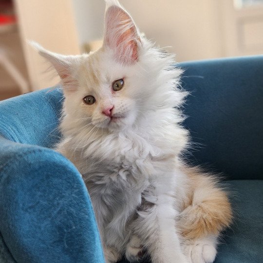chaton Maine coon polydactyle red silver shaded & blanc Vega Maine Coon de L'Or sauvage