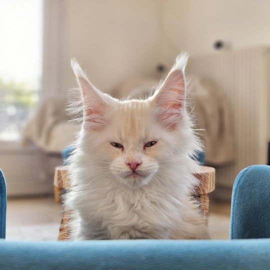 chaton Maine coon polydactyle red silver shaded & blanc Vega Maine Coon de L'Or sauvage