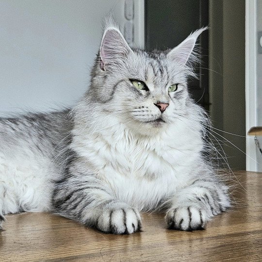 chat Maine coon black silver mackerel tabby SAVANNA Elevage de maine coon L'Or sauvage