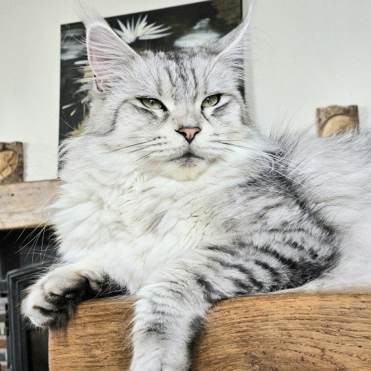 chat Maine coon black silver mackerel tabby SAVANNA Elevage de maine coon L'Or sauvage